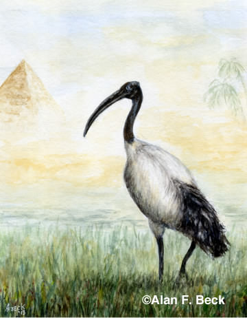 The Ibis art by Alan F. Beck